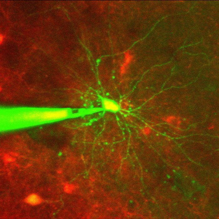 图1所示。细胞靶向膜片钳夹法测量单个神经元在体内的电活动。