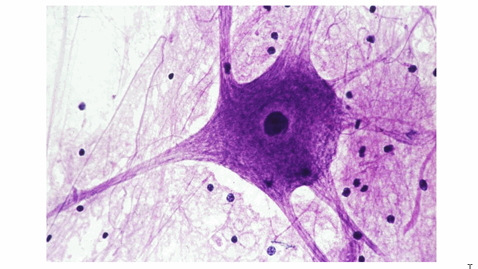 脑子里面：建模的神经元