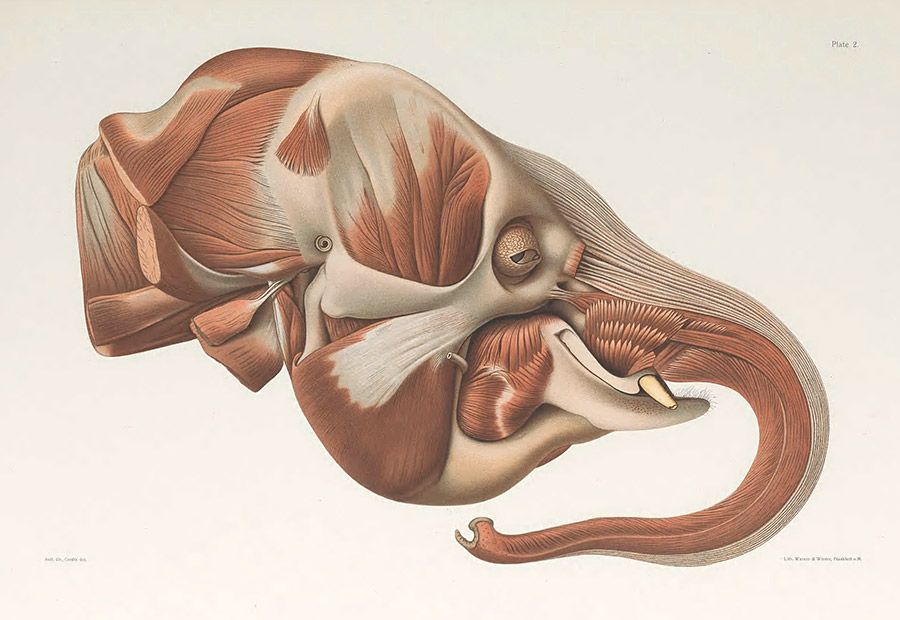 Illustration of the side view of an Asian elephant head showing the anatomy of the head and trunk.