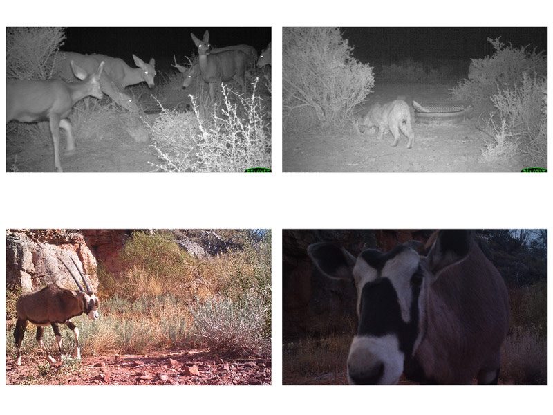 图5. TOP：两个灰度红外图像。底部：oryx的两个全彩色图像。