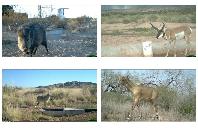 图4。示例跟踪相机图像。顺时针从左下角开始:土狼，标枪，叉角羚和尼尔盖。