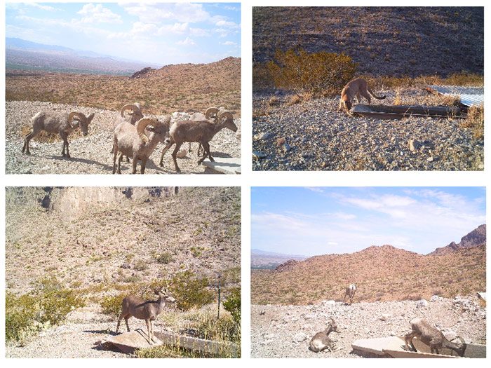图8.从ARMendaris Ranch的先前未分类图像的分类。上层图像被CNN分类为大角羊和彪马，明显正确。较低的图像也被归类为大角绵羊和彪马，显然是错误的。