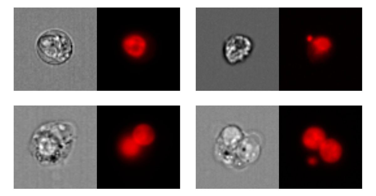 图1。左上：单核细胞；右上：具有微核的单核细胞。左下：双核细胞；右下：具有微核的双核细胞。左：亮场图像；右：核荧光图像。