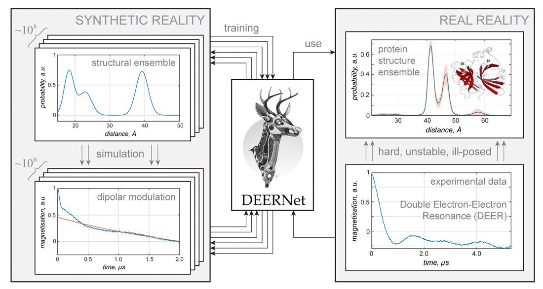 图3。DEERNet的原理图，这是一个用MATLAB编写的深度神经网络基础设施，使用统计学和机器学习工具箱来解决一个著名的结构生物学问题:未配对电子之间的距离测量。