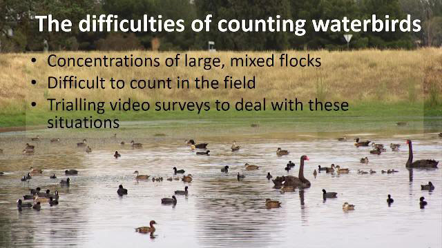 Case study: Advancing Wildlife Research: The Development of a Solution to Process Video Footage of Waterbirds