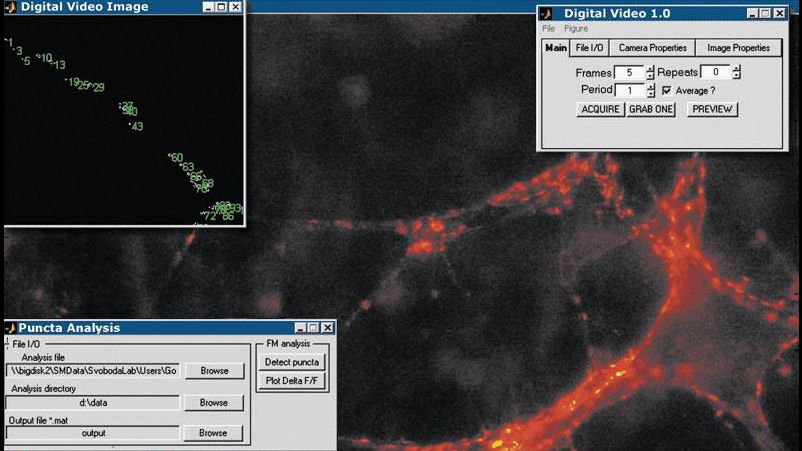 图像采集工具箱-Anwendung，Die Bilder von Zentralen Synapsen Erfasst und Analysiert，UM DieSynaptischeÜbertragungimZeitverlaufZuÜberwachen。