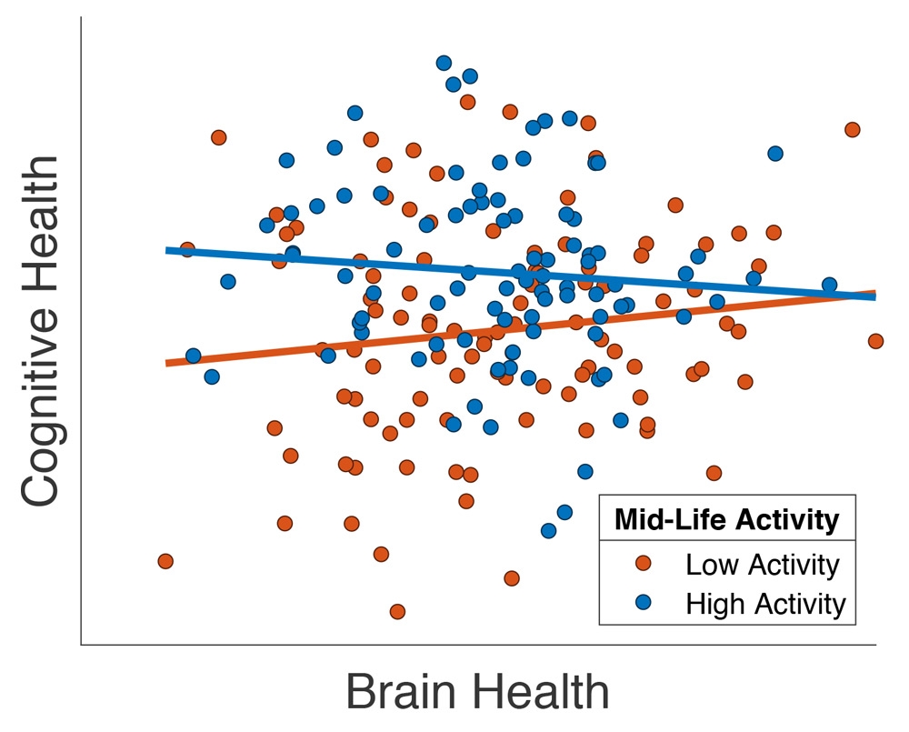 绘制显示认知能力和在Cam-CAN参与者超过65岁的子集脑健康（“总灰质体积”）的结构MRI测量之间的关系，改编自陈等人。（2018）。每一个参与者是一个点，以点表示它们是否曾在中年高（蓝色）或活性低（红色）的水平参加在工作场所以外的颜色。