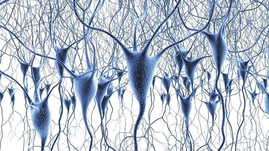 神经科学cellulaires et des systèmes