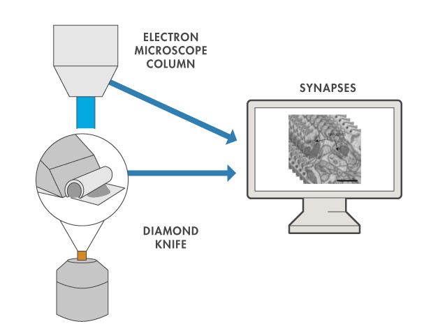 图3。用于脑成像的连续扫描电子显微镜。神经元组织探针成像，然后用定制的切片机切割。切割和成像的交替导致三维图像堆栈。尺度条= 1µm。